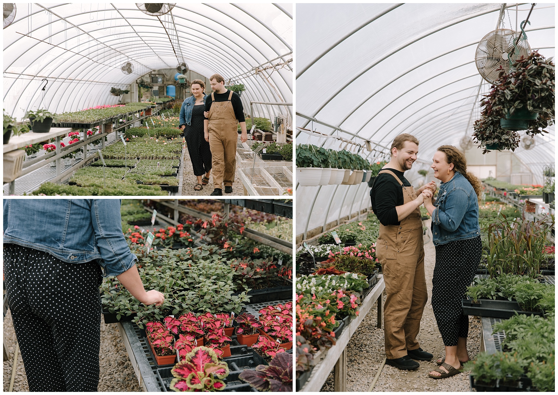 Couple laughing in greenhouse for engagement pictures as they shop for plants. There are hanging baskets above them and pink flowers on the shelves. Lots of greenery and the girl is wearing birkenstocks.