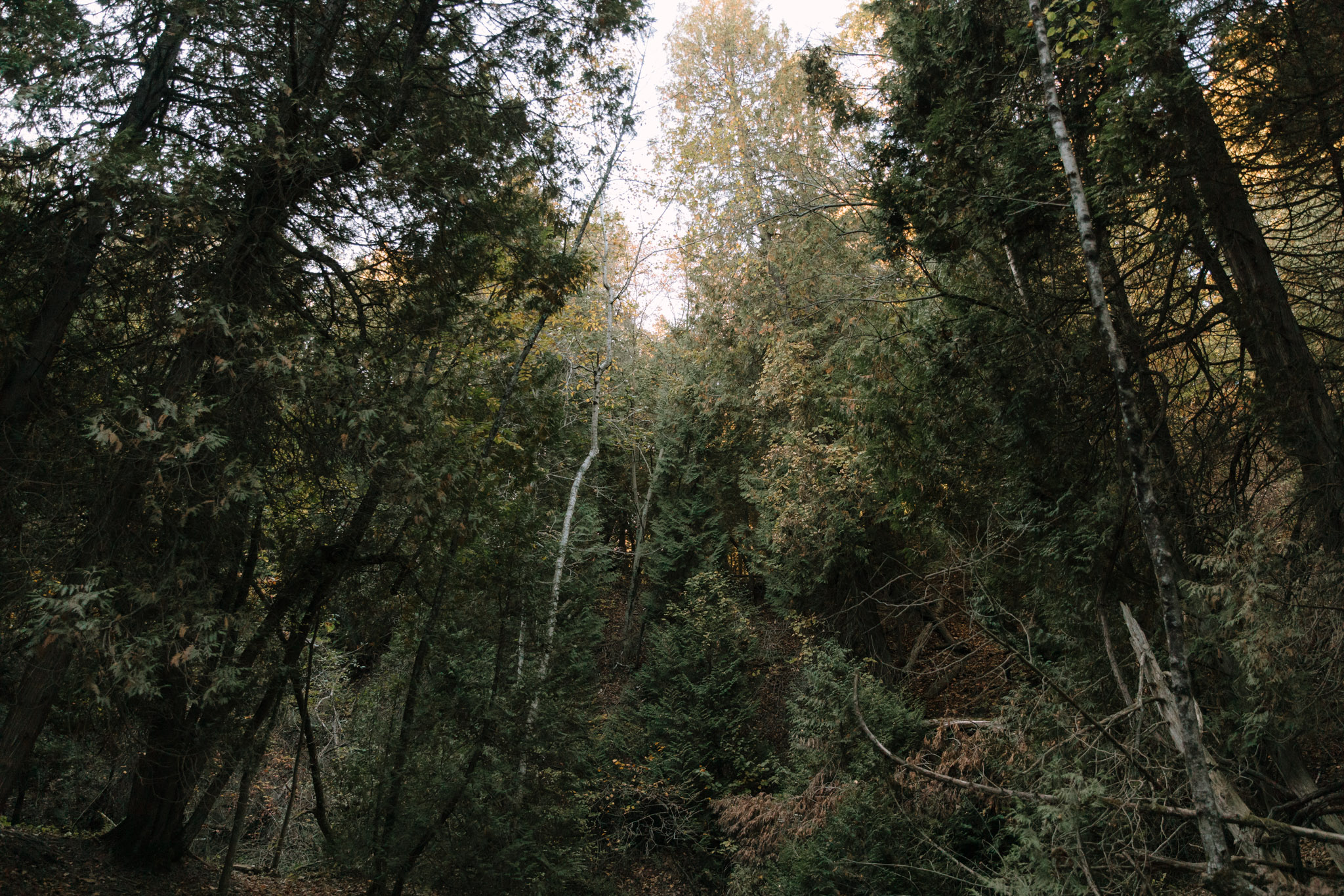 Tall trees in a Wisconsin forest