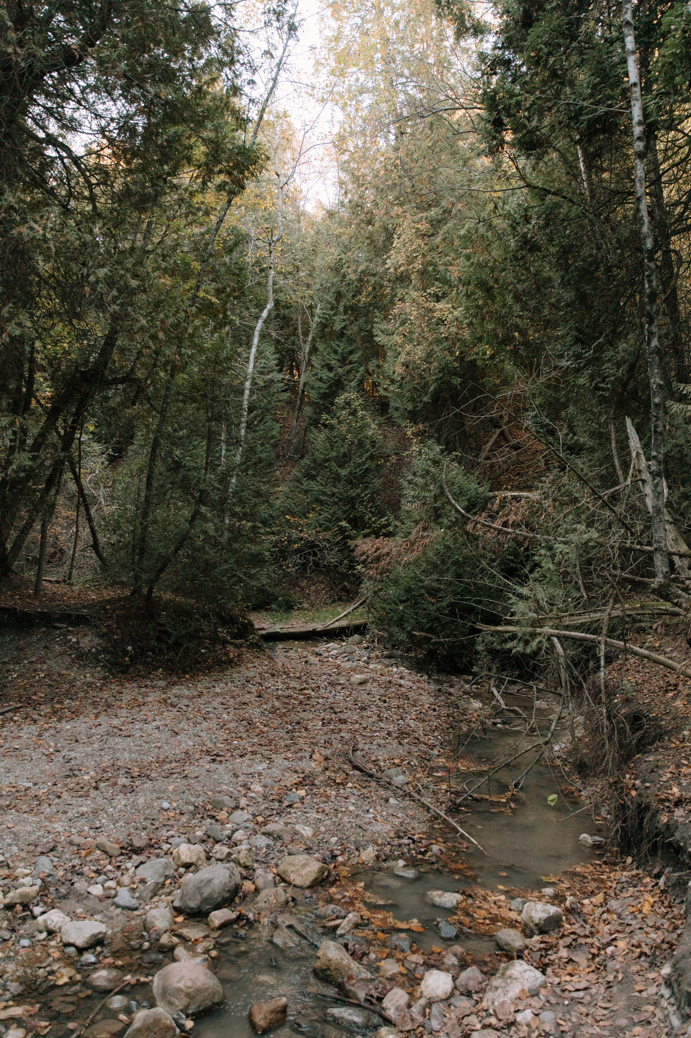 Lion's Den Nature Gorge Fallen Trees and Creek