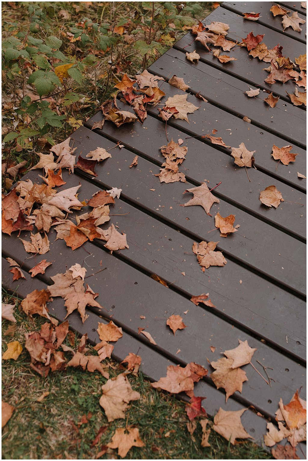 Leaves on the ground in fall